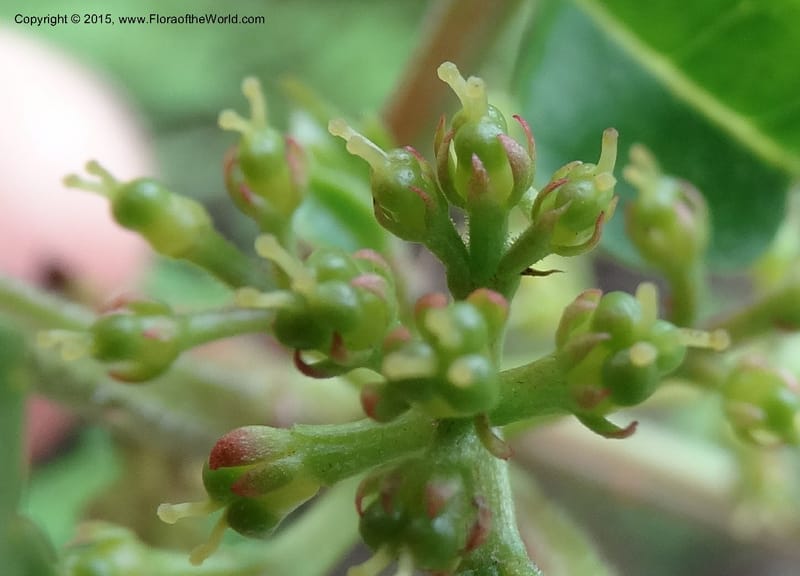 Zanthoxylum bungeanum, Boufford, D 43737--China. Sichuan. XinZhaZi Gou. 14 May 2014. DSC06426 (61).JPG