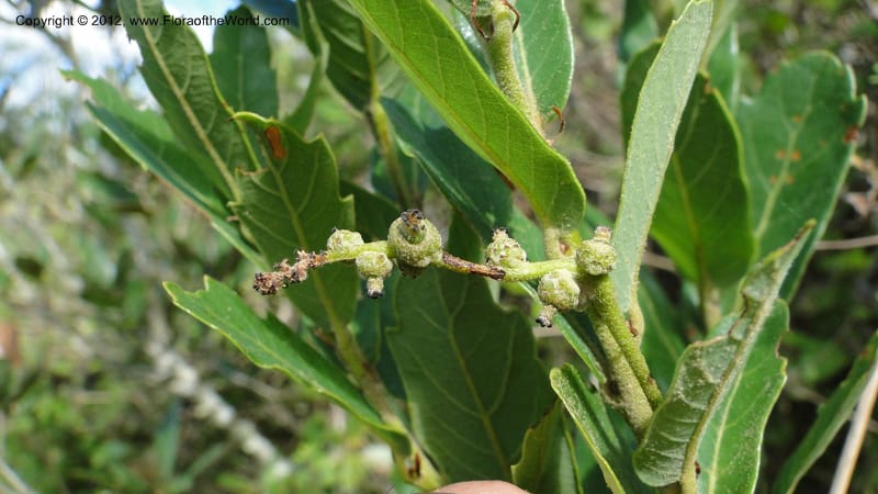 Quercus sebifera, H. Gomez Dominguez 2806--MX. Chiapas. Crucero Trinitaria y  Montebello. 21 Sept 2010. 198 (15).jpg