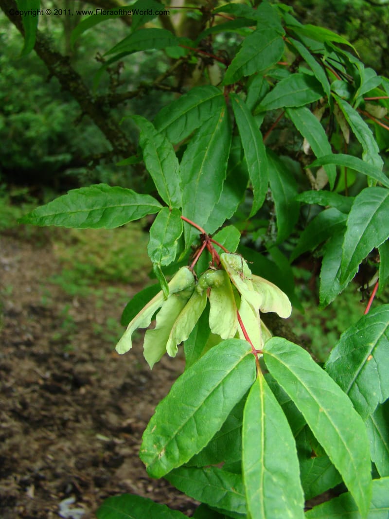 Acer mandschuricum, 7144-0050-1973--Canada. BC. Univ. BC Bot. Garden. 27 Jul 08. 214.jpg
