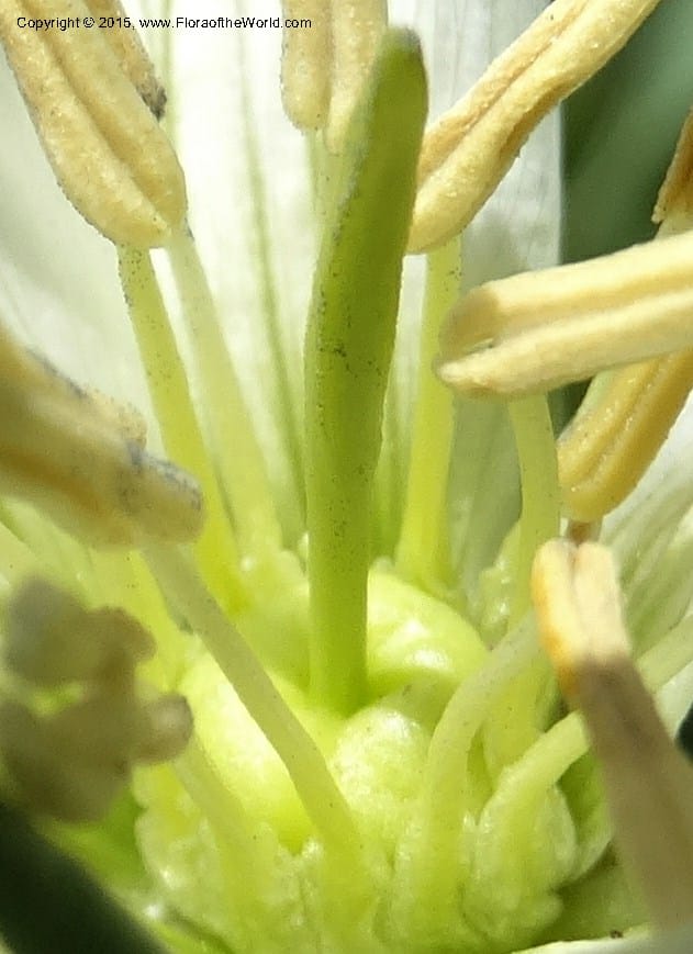 Peganum harmala, Davidson, C 12426--Georgia (Caucasus). Rustavi Village. 5 Jun 2014. DSC07073 (4).JPG