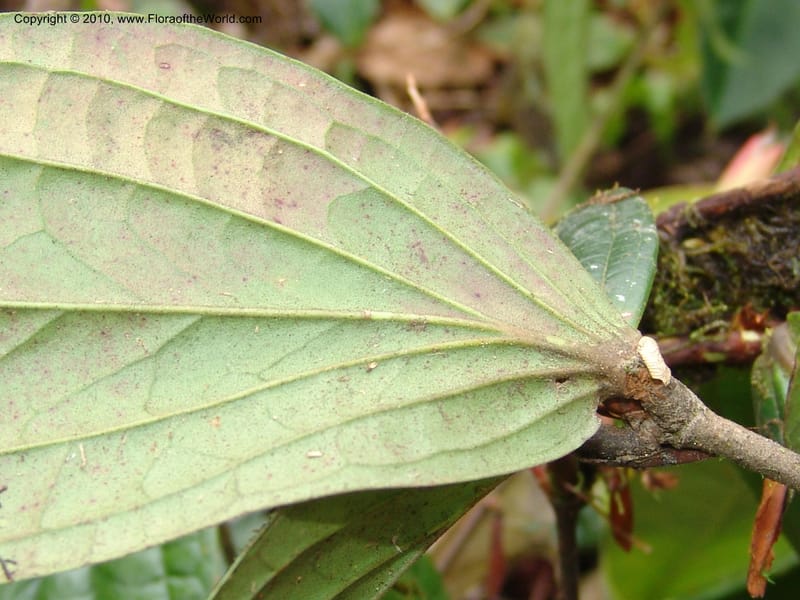 Plutarchia, Croat 96382--Ecuador. Prov. Pichincha. Pacto-Pto. Quito Rd.. 25 Mar 06. 115 (9).jpg