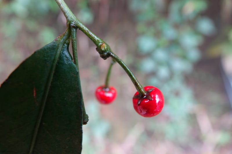 Ardisia virens, D. Boufford 44152--China. Yunnan. Bam Po village. 5 May 2018. DSC02406 (209).JPG
