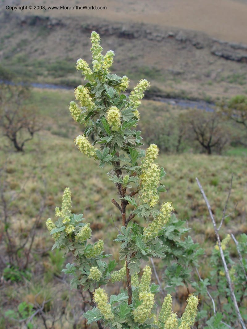 Leucosidea sericea--So. Africa. Drakensberg Mts. Giant's Castle. 4 Oct 03. 033.jpg