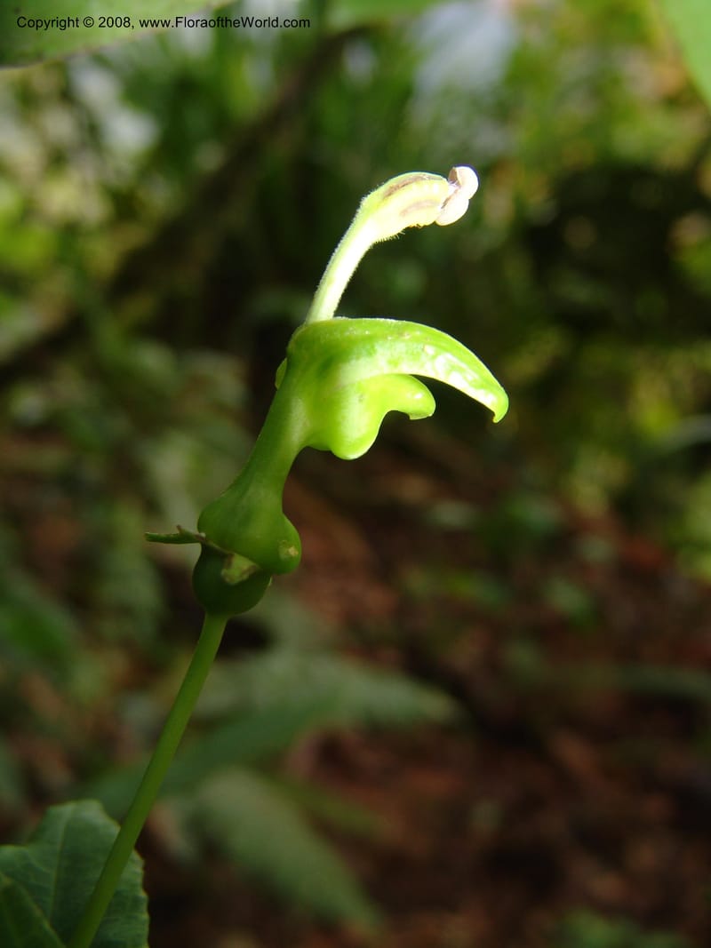 Burmeistera, Croat93550--Ecuador. Prov. Sucumbio. Jct w rd to San Rafael Falls. 18 Aug 04. 024.jpg