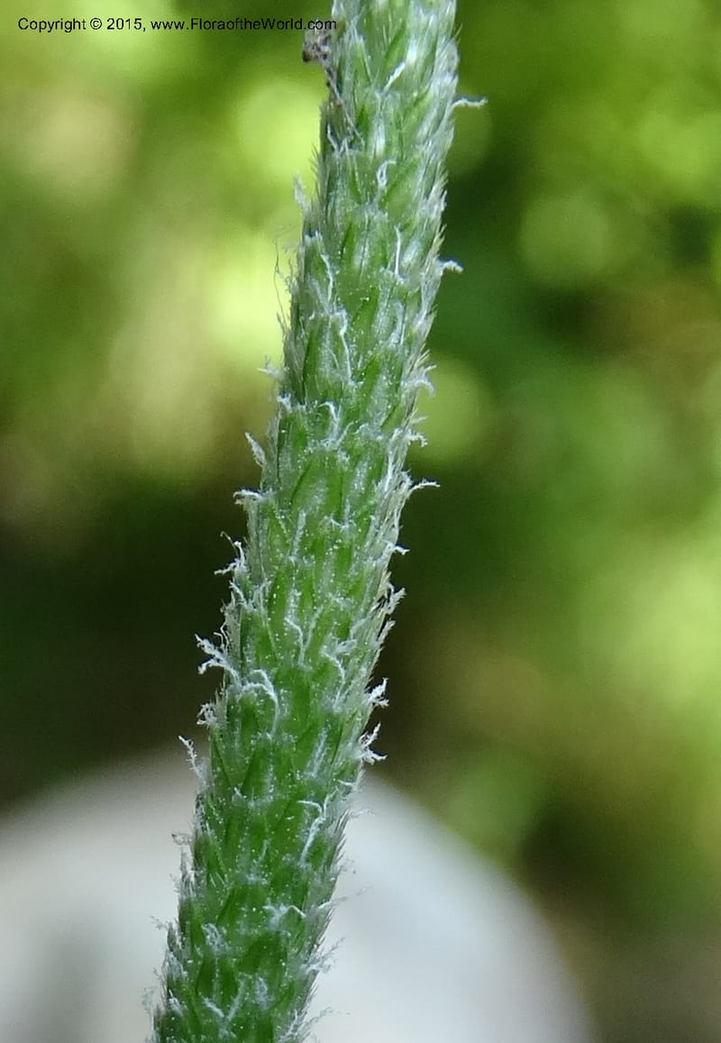 Alopecurus aequalis, Davidson, C 12610--Idaho. Valley Co. Payette Lake. Sylvan Cr. 20 Jul 2014. DSC00669 (119).JPG
