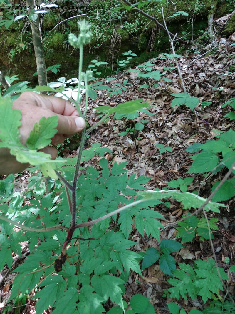 Hydrophyllum macrophyllum, Davidson, C 13025--North Carolina. Haywood Co. Pigeon R. 16 May 2015. DSC05923 (95).JPG