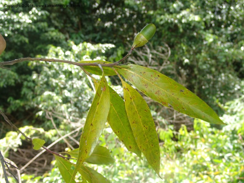 Nectandra amazonum, Farfan 795--Peru. Edo. Madre de Dios. Laguna Valencia. 22 Oct 05. 083 (9).jpg