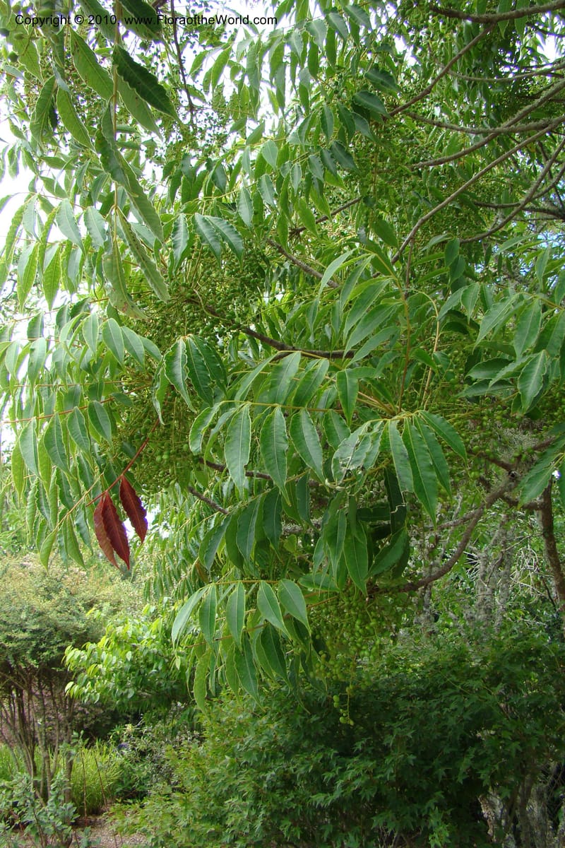 Rhus aromatica--New Zealand. N. Island. Hamillton Garden. 15 Jan 2010. 310.jpg