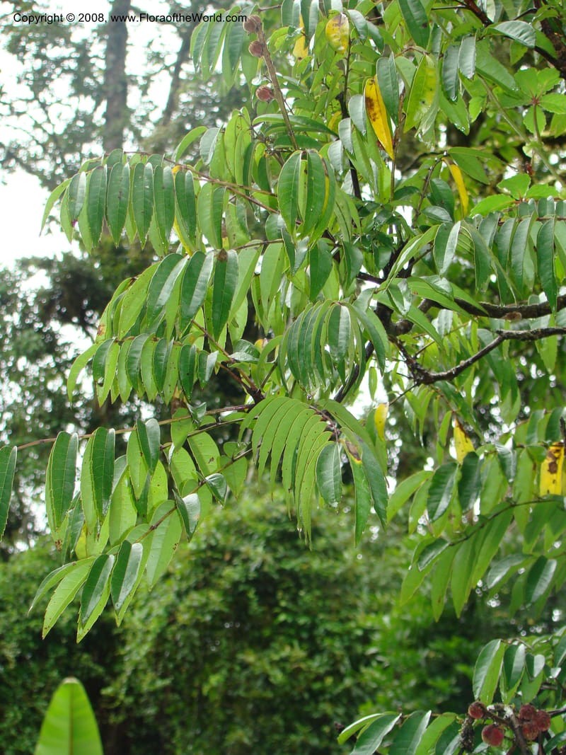 Bersama abyssinica ssp. abyssinica, RGereau7018--Tanz. Mbeya Rural Distr. Ngozi Crater. 26 Jan 08. 171.jpg