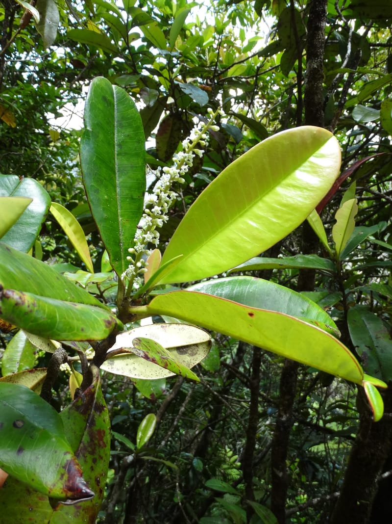 Quintinia major, Lowry, P 7373--New Caledonia. Mont Dzumac. 12 Nov 2015. DSC01563 (275).JPG