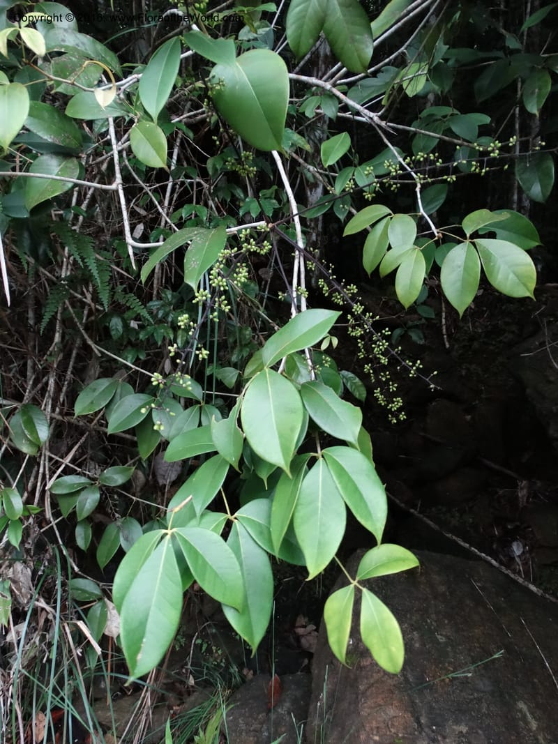 Schefflera, Davidson, C 12648--Sabah. G. Silam. 1 Oct 2014. DSC00937 (128).JPG