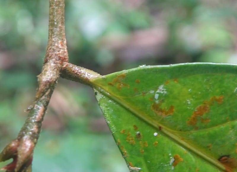 Thecacoris, C. Davidson 14074--Gabon. Raponda-Wallker. 28 Oct 2019. DSC02420 (27).JPG