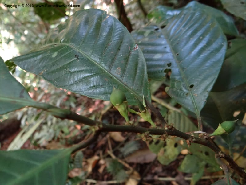 Rinorea, VC 5620--Thailand. Surat Thani Prov. Khlong Phanom Nat. Park. 15 Nov 2012. DSC09389 (231).JPG