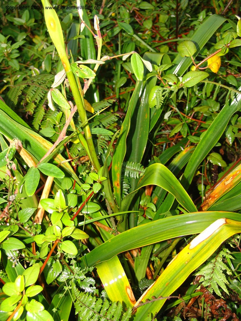 Pitcairnea, DNeill16020--Ecuador. Zam. Ch. Res.Tapichalaca. Roadside. 25 Sep 07. 127.jpg