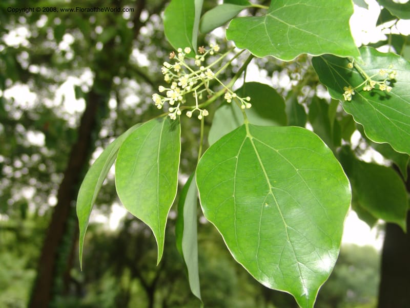 Cinnamomum camphorum, 0509209807031--China. Hubei. Wuhan Botanical Garden. 24 Apr 07. 002.jpg