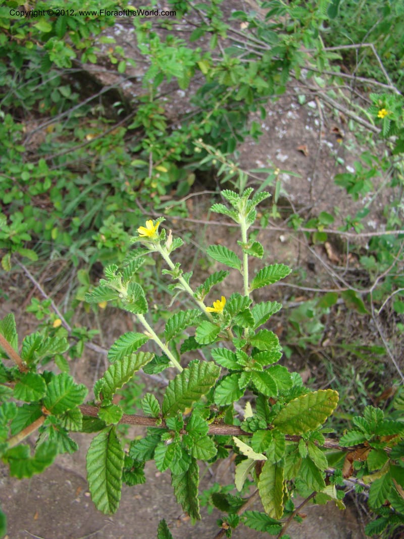 Turnera, N. Martinez M. 2432--MX. Chiapas. Jiquipilas. Cerro el Campanario. 14 Sep 08. 126 (14).jpg