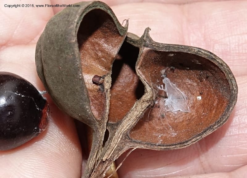 Ungnadia speciosa, Davidson, C 13072--Texas. Galveston. 18 Mar 2016. DSC00038 (75).JPG