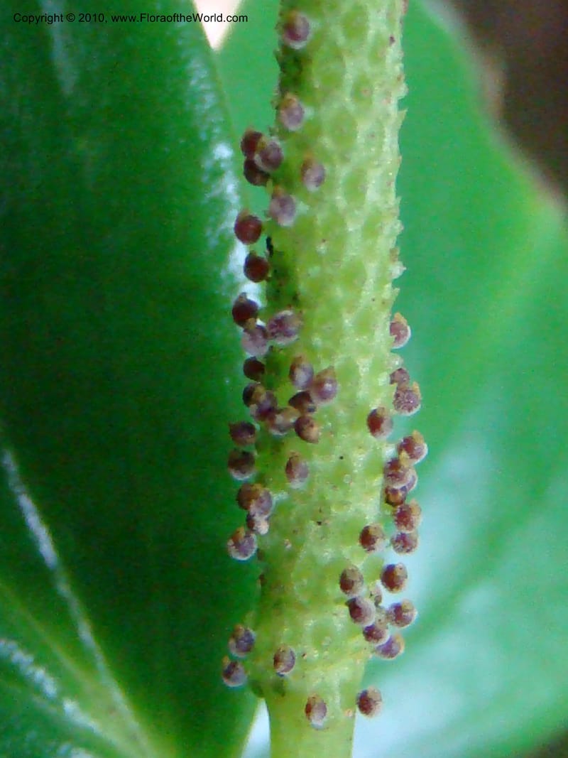 Peperomia dendrophila, B. Hammel 24563--Costa Rica. Hered. Volcan Barva. 9 Apr 08. 094 (4).jpg