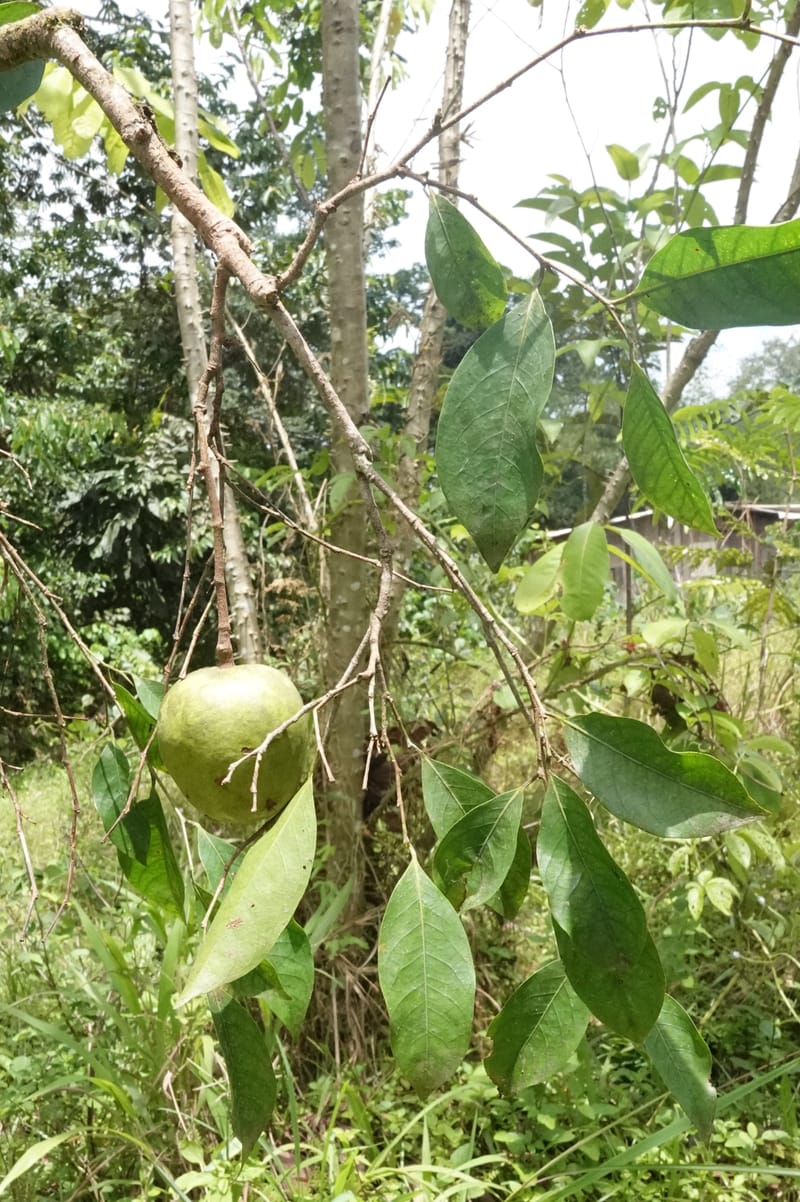 Irvingia gabonensis, C. Davidson 13929--Gabon. Missome Village. 31 Oct 2018. DSC00817 (155).JPG