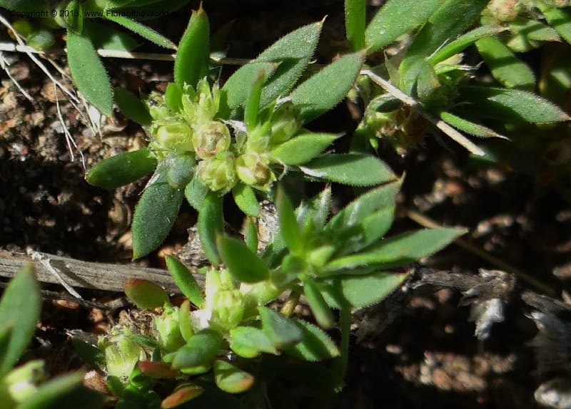 Paronychia communis, WDS 34148--Chile. Playa Colcura. 19 Feb 2013. DSC02120 (33).JPG