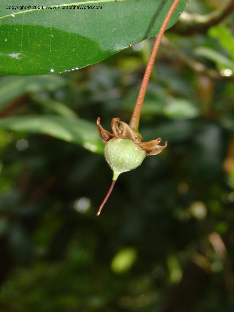 Vitellariopsis marginata--So. Africa. Lowveld Nat. Bot. Gard. 14 Mch 05. 174.jpg