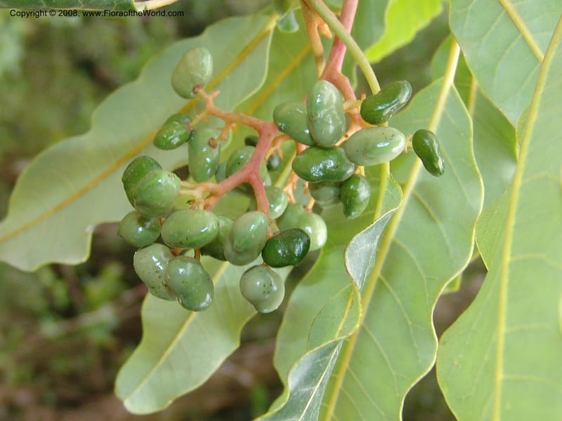 Rhus taratana, R.Ranaivojaona1326--Madag.  Prov. Fianar. Ranomafana Nat. Pk. 11 Jan 06. 048.jpg