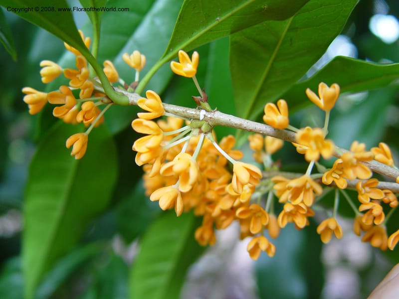 Osmanthus fragrans--NC. Sarah P. Duke Garden, Durham. 11 Oct 03. 060.jpg