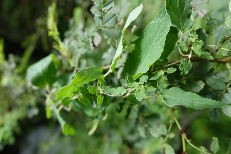 Codonopsis, C. Davidson 13768--China. Sichuan. Yibailingba-gou. 12 Aug 2017. DSC04660 (87).JPG