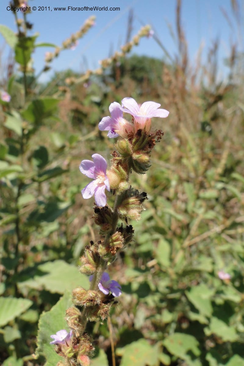 Melochia, W. D. Stevens 31048--Paraguay. Edo. Amambay. Cerro Cora. 15 Mar 2011. 215 (3).jpg