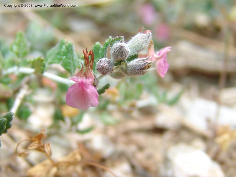 Teucrium divaricatum--Crete. Ep. Kisamos. Sirikari Gorge. 25 May 05. 254.jpg