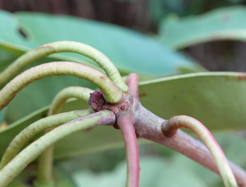 Anneslea fragrans, D. Boufford 33132--China. Yunnan. Meizi Lake Park. 3 May 2018. DSC01424 (292).JPG