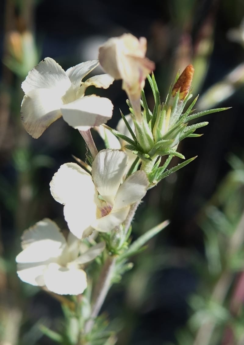 Leptodactylon pungens, C. Davidson 13670--ID. Hwy 20 W of Arco. Open basalt flow. 18 Jun 2017. DSC02519 (116).JPG