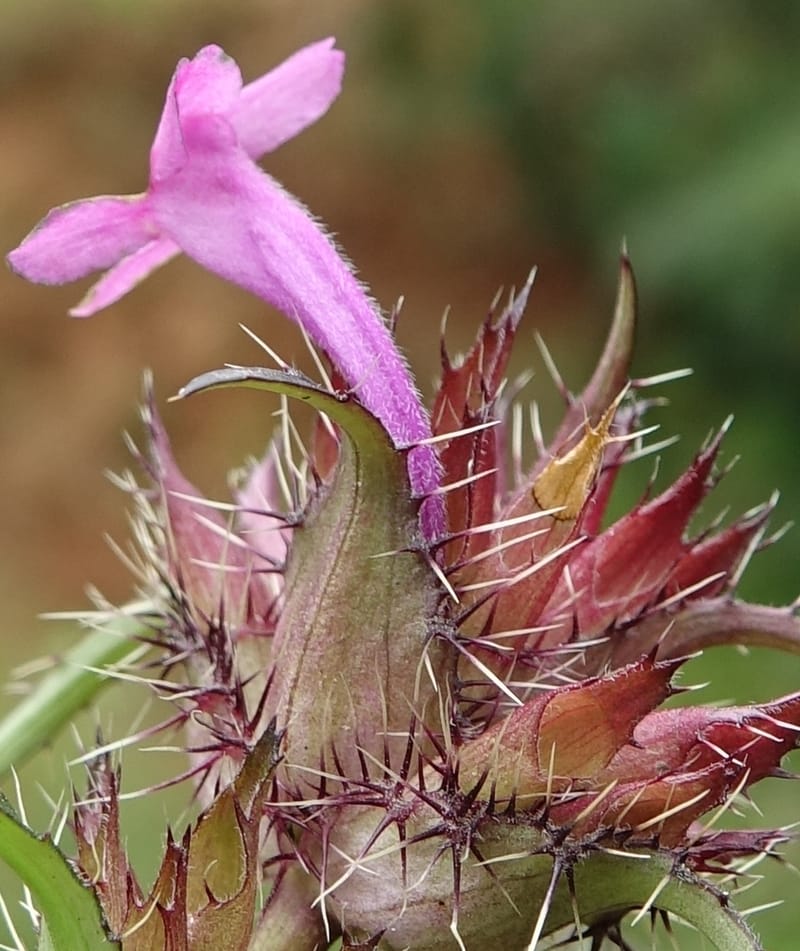 Acanthocalyx delavayi, C. Davidson 13737--China. Yunnan. Zhongdian Xian. 9 Aug 2017. DSC03874 (153).JPG