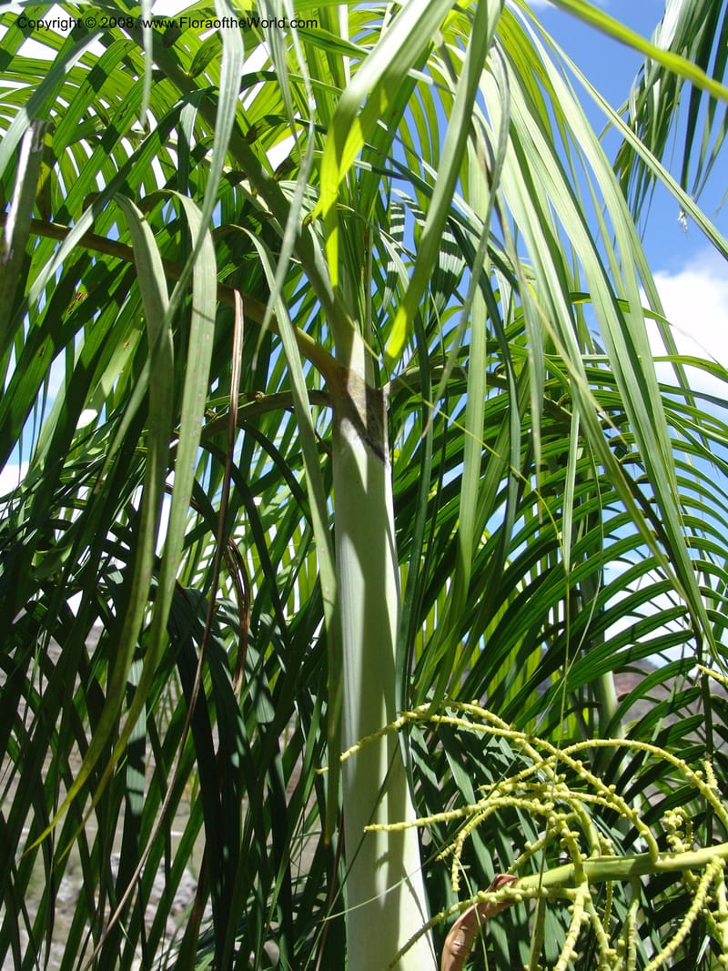 Dypsis, not coll.--Madag. Prov. Fianar. Parc Nat. Isalo. 12 Jan 06. 266.jpg