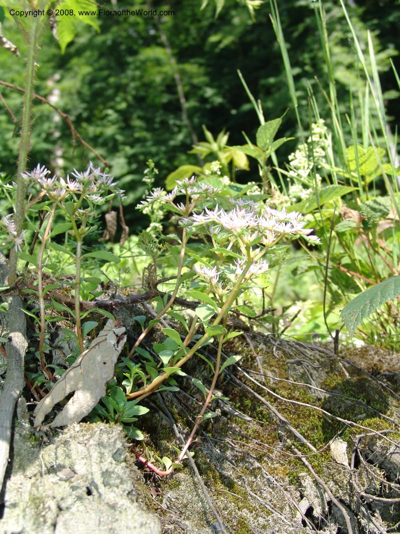 Sedum stoloniferum--Georgia. Lagodekhi  Forest Reserve. 11 Jun 05. 171.jpg