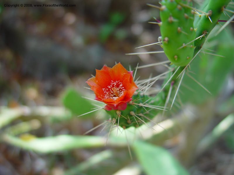 Opuntia spinosissima--FL. Fairchild Trop. Gard. 7 Apr 03. 340.jpg