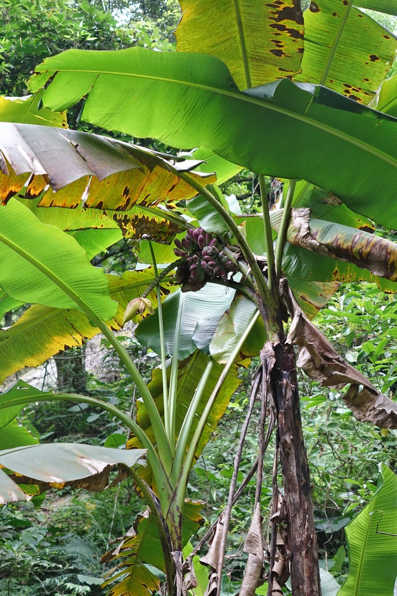 Musa formosana, Chung Kuo-Fang 3351--Taiwan. Wulai Distr. Wulai village. Hsing Hsian Trail. 19 May 2016. DSC03046 (124).JPG