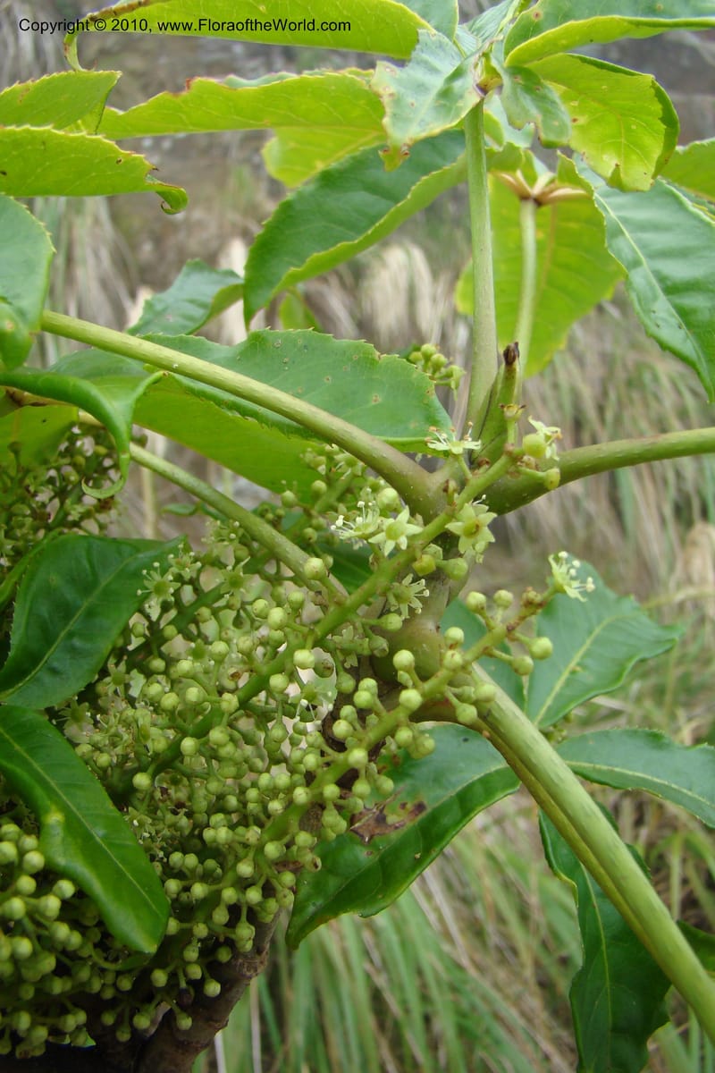 Schefflera digitata, C. Gemmill 720--New Zealand. N. Island. Mt. Te Aroha. 13 Jan 2010. 058 (1).jpg
