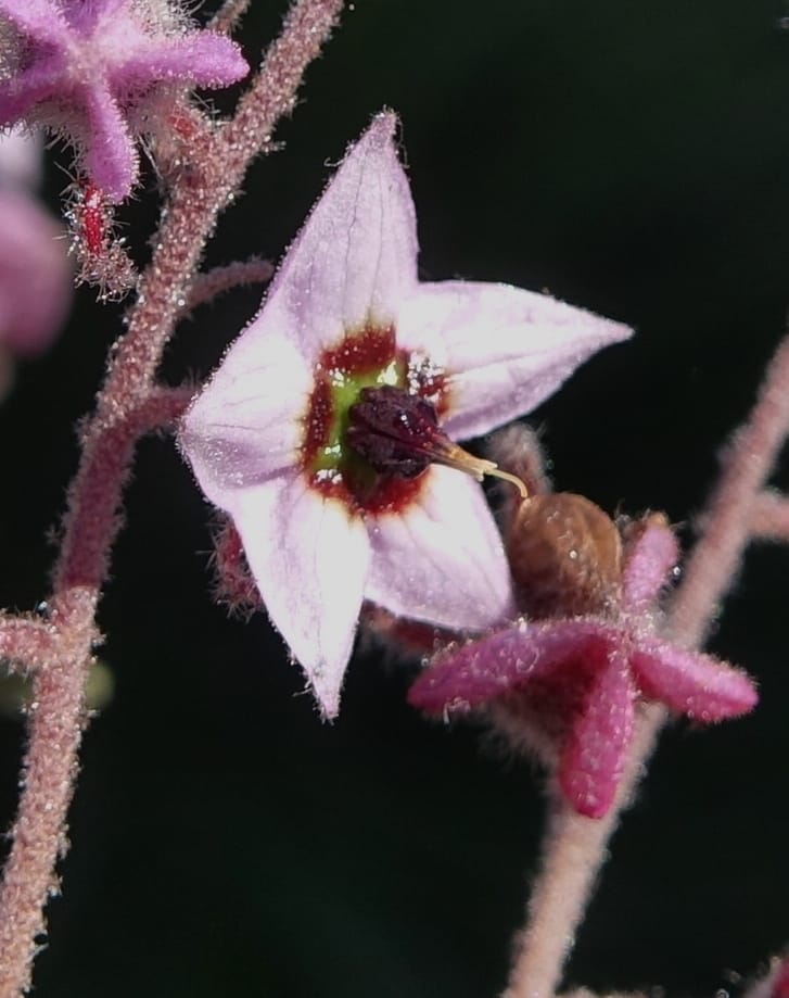 Lasiopetalum glutinosum subsp. latifolium, Davidson, C 13388--Australia. W.A. Calingiri Rd. 22 Oct 2016. DSC04023 (15).JPG