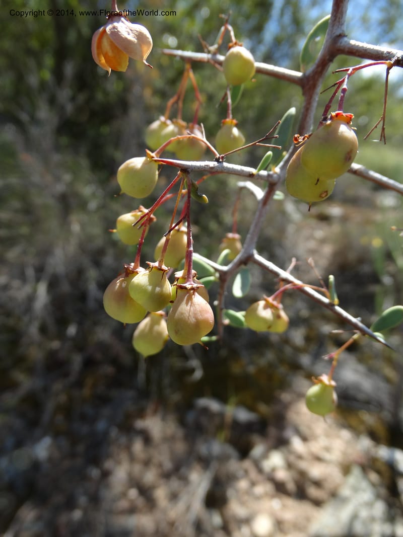 Putterlickia pyracantha, Davidson, C 12273--South Africa. Western Cape. S of Oudtschoorn. 20 Jan 2014. DSC00850 (27).JPG