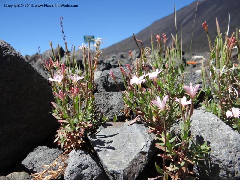 Epilobium, WDS 34141--Chile. P.N. Laguna del Laja. Ski lodge. 18 Feb 2013. DSC01783 (2).JPG
