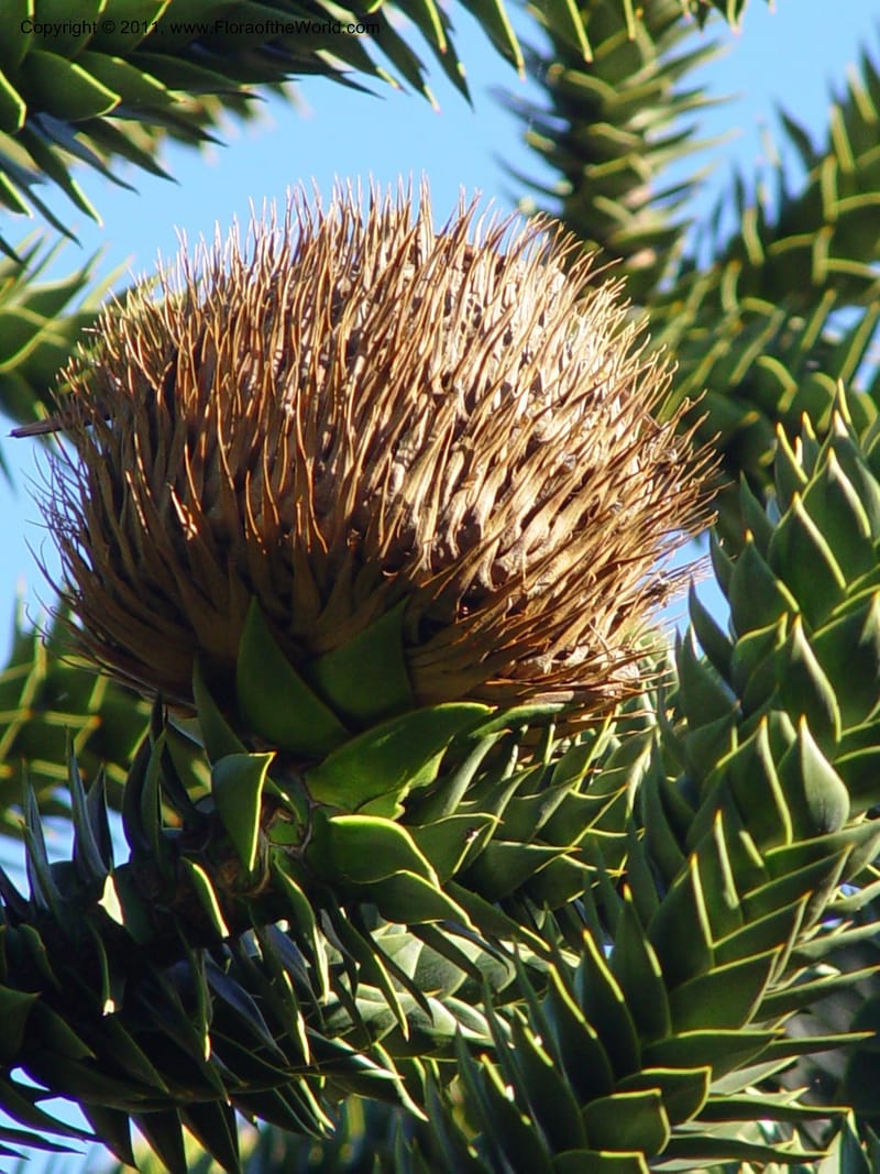 Araucaria araucana, 84.0137--CA. UC Berkeley Bot. Gard. 10 Feb 04. 150.jpg