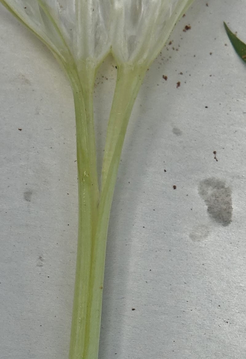 Pancratium tenuifolium, L. Nanyeni 1257--Namibia. Hwy D1471, S of Eningu Farm. 28 Mar 2018. DSC03969 (16).JPG