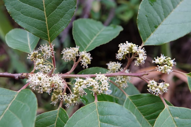 Ilex polyneura, D. Boufford 44128--China. Yunnan. Meizi Lake Park. 3 May 2018. DSC01424 (247).JPG