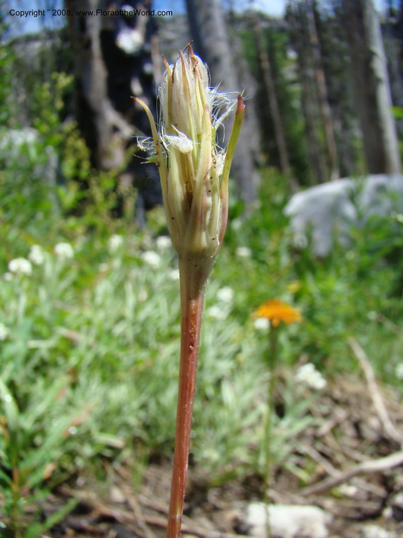 Agoseris aurantiaca, CDavidson11262--ID. Valley Co. Trail to Box Lake. 8 Jul 08. 048.jpg