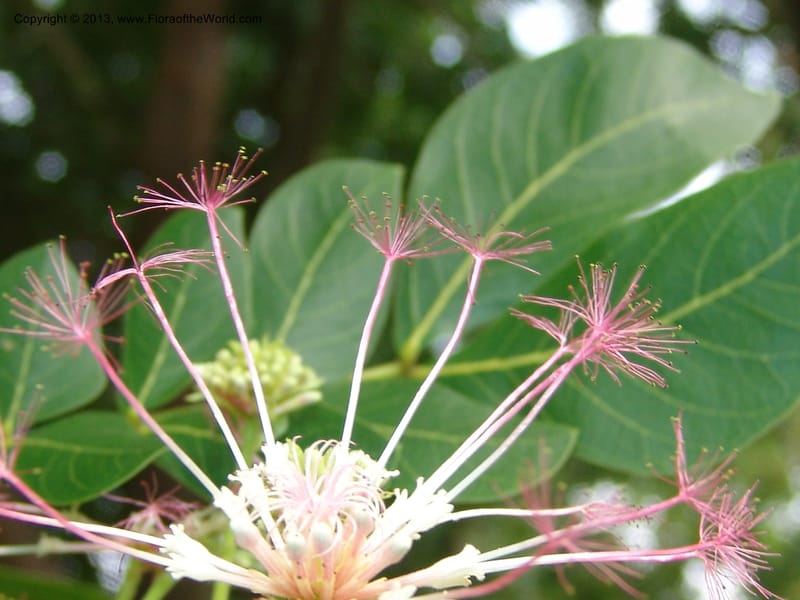 Albizia gummifera--So.Africa. Lowveld Nat. Bot. Gard. 2. 14 Mch 05. 158 (5).jpg