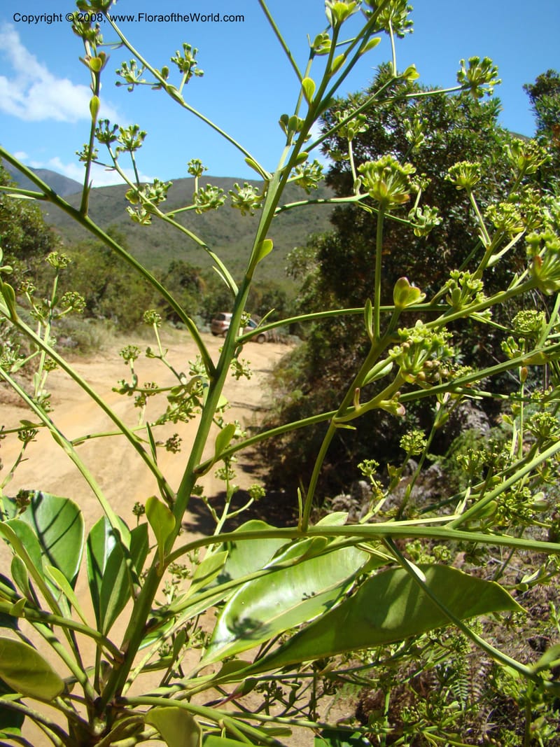 Myodocarpus involucratus, PLowry6878--N.Caled. Dumbea Dam in Dumbea Riv, S of Noumea. 11 Nov 07. 136.jpg