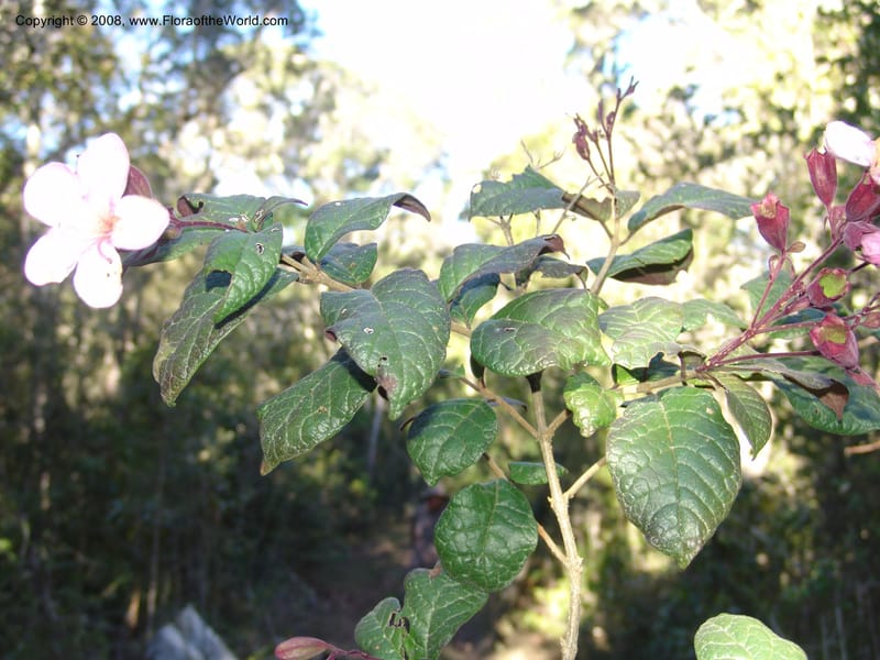 Clerodendrum, ZRogers1203--Madag. Anjozorobe, Aire Protegee, E Antsahabe. 17 Nov 06. 284.jpg