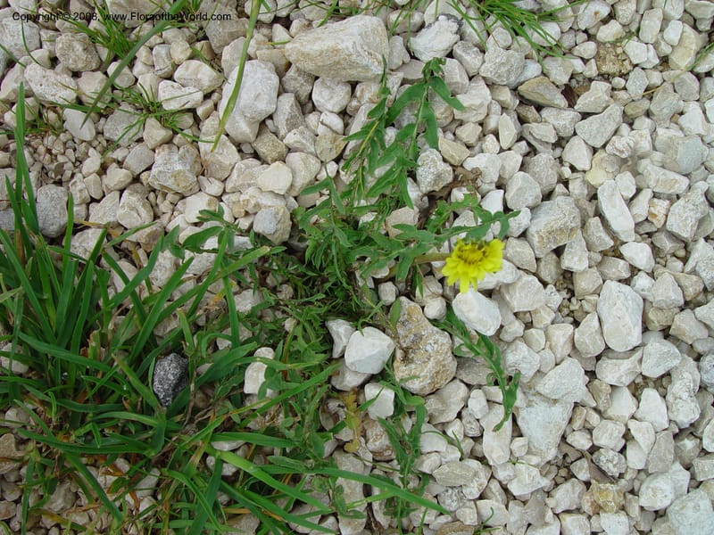 Taraxacum--Italy. Abruzzo. Eremi di San Bartolome, Roccamorice. 10 May 02. 043.jpg