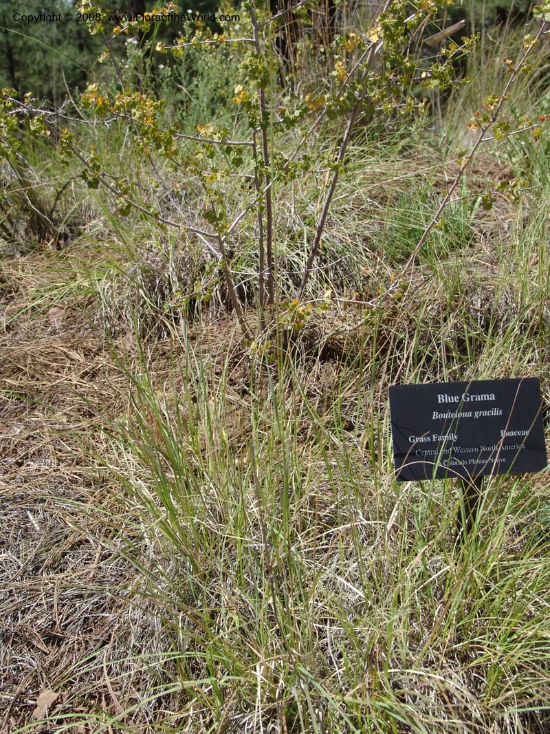 Bouteloua gracilis--AZ. Arboretum at Flagstaff. 3 Sep 04. 233.jpg
